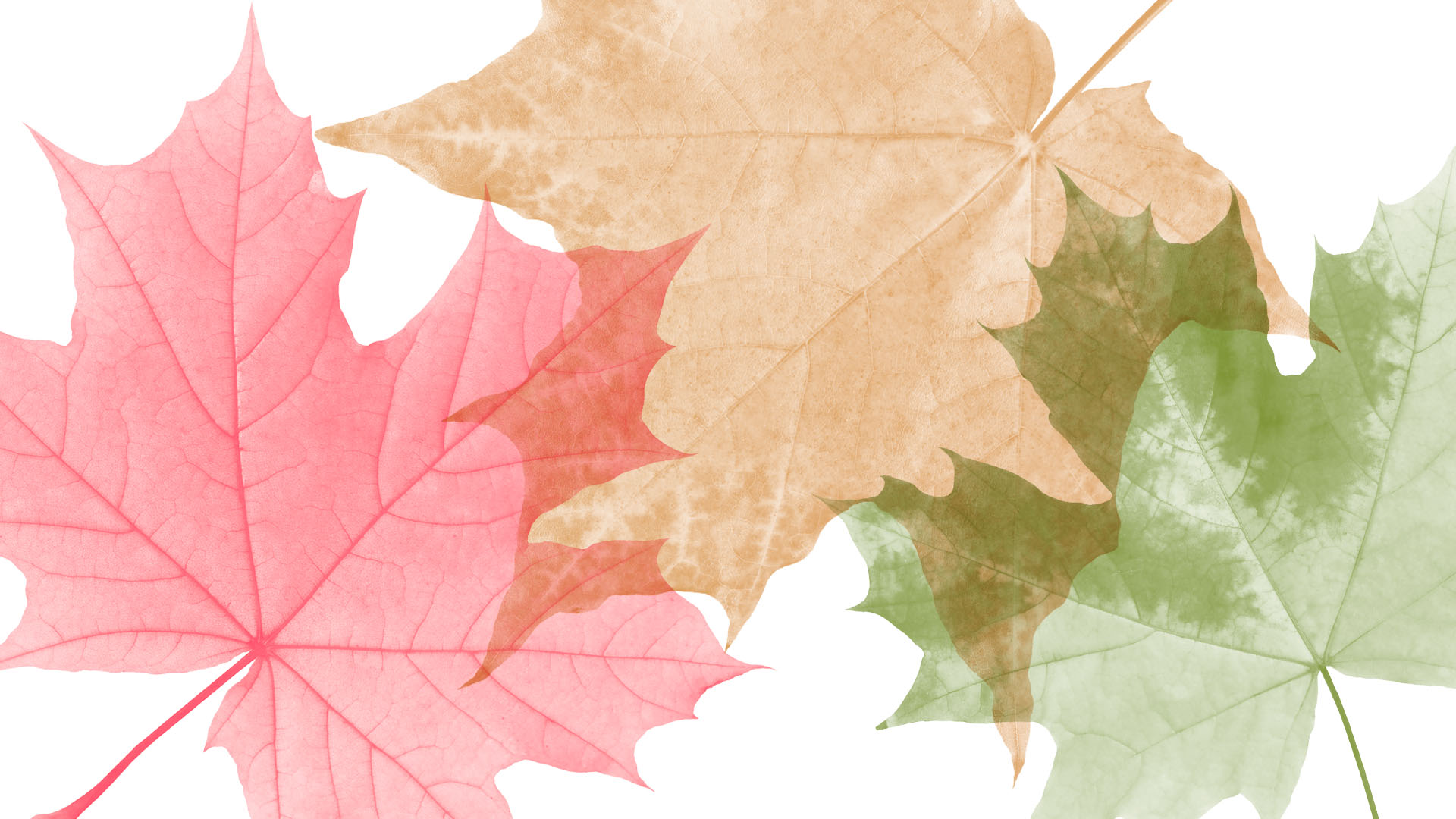“Autumn” vs. “Fall”: What Was The Season Called First?